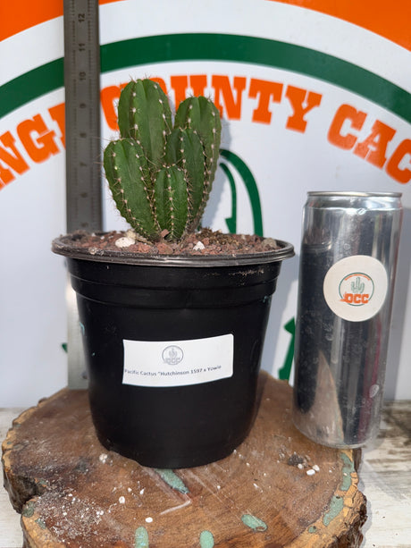 Pacific Cactus 'Hutchison 1597' x 'Yowie'