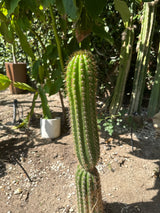 Grandiflora (Cuttings)