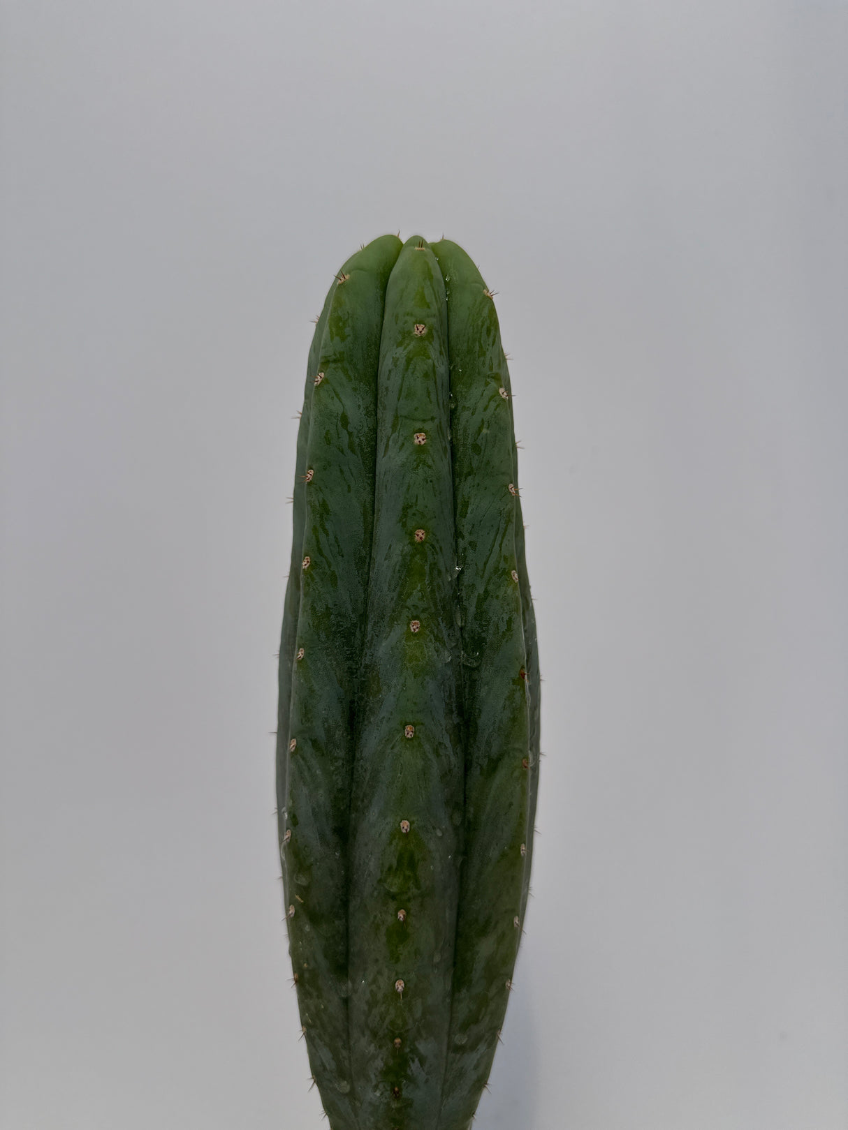 Maipu (Rooted Plants)