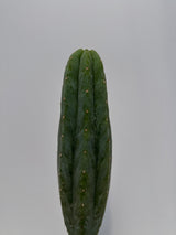 Maipu (Rooted Plants)