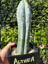 Althea (Cuttings)