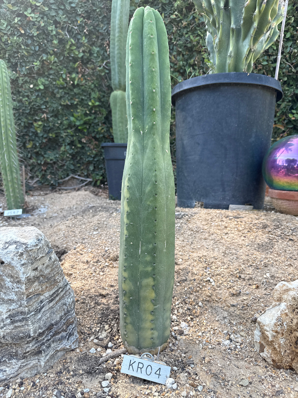 KR 04 (Cuttings)