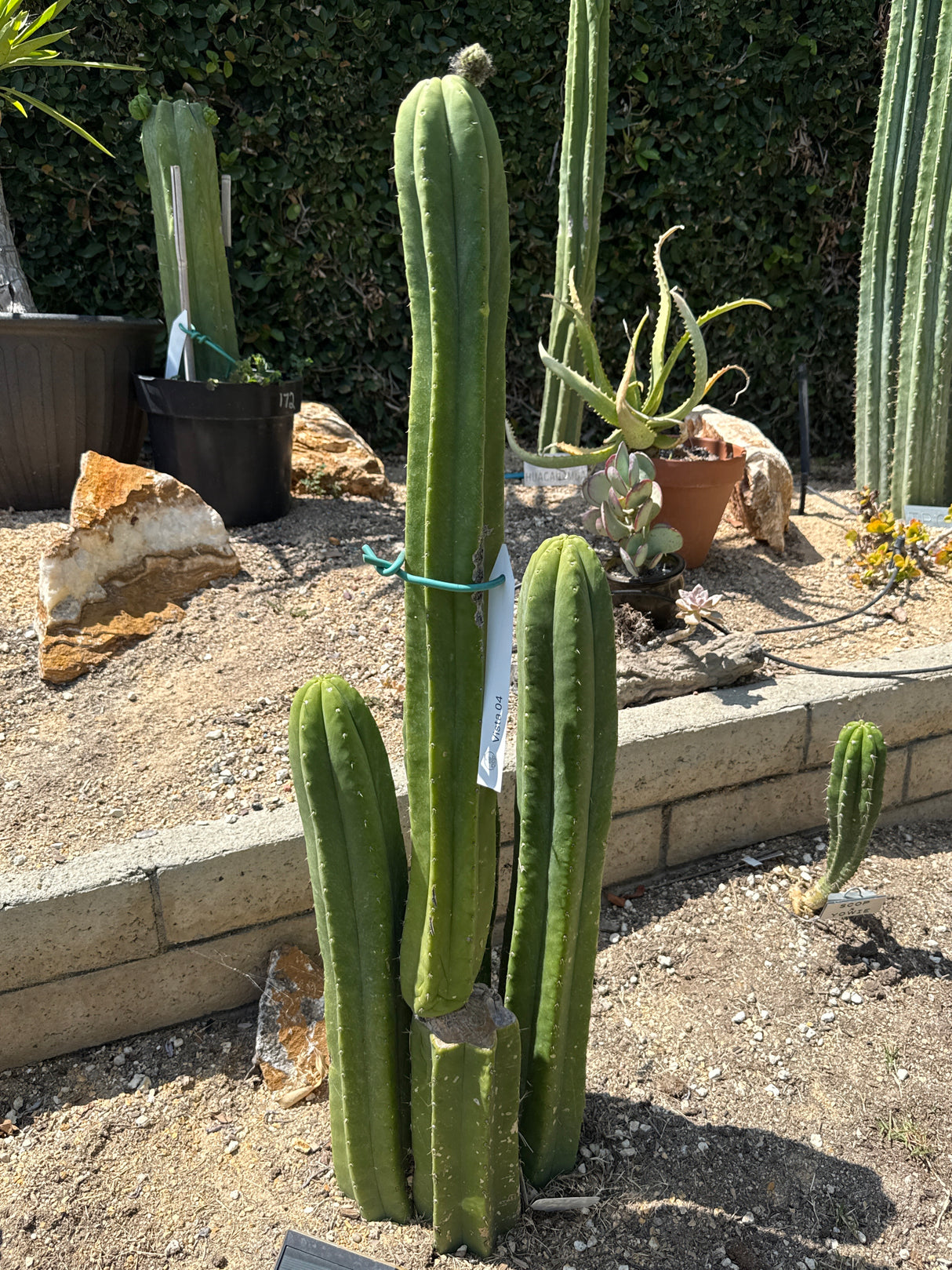 Vista 04 (Cuttings)