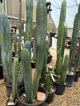 Super Pedro (Rooted Plants)