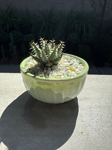 Aloe Erinacea