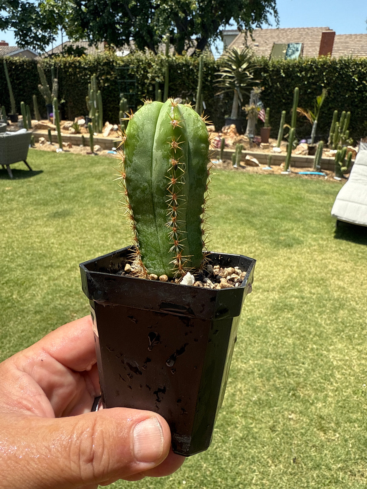 Althea x Ferah 7 (Yearlings) -Plantstock