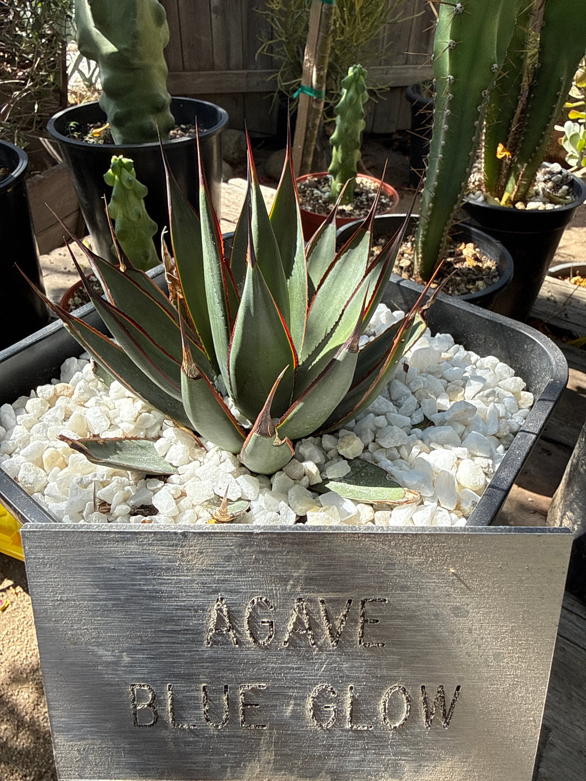 Agave 'Blue Glow'