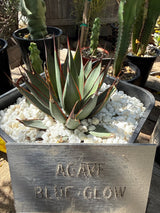 Agave 'Blue Glow'