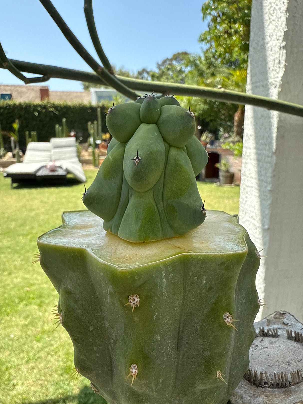 Boobie Cactus (Grafts)