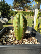 Sharxx Blue x Vari Thai Clone