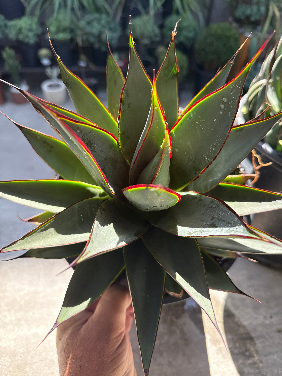 Agave 'Blue Glow'