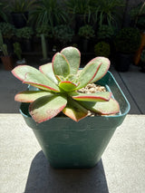 Aeonium 'Kiwi' – Tricolor Variegated Succulent