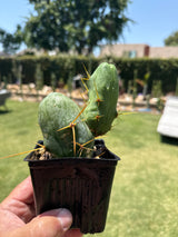 TBM B (Cuttings)
