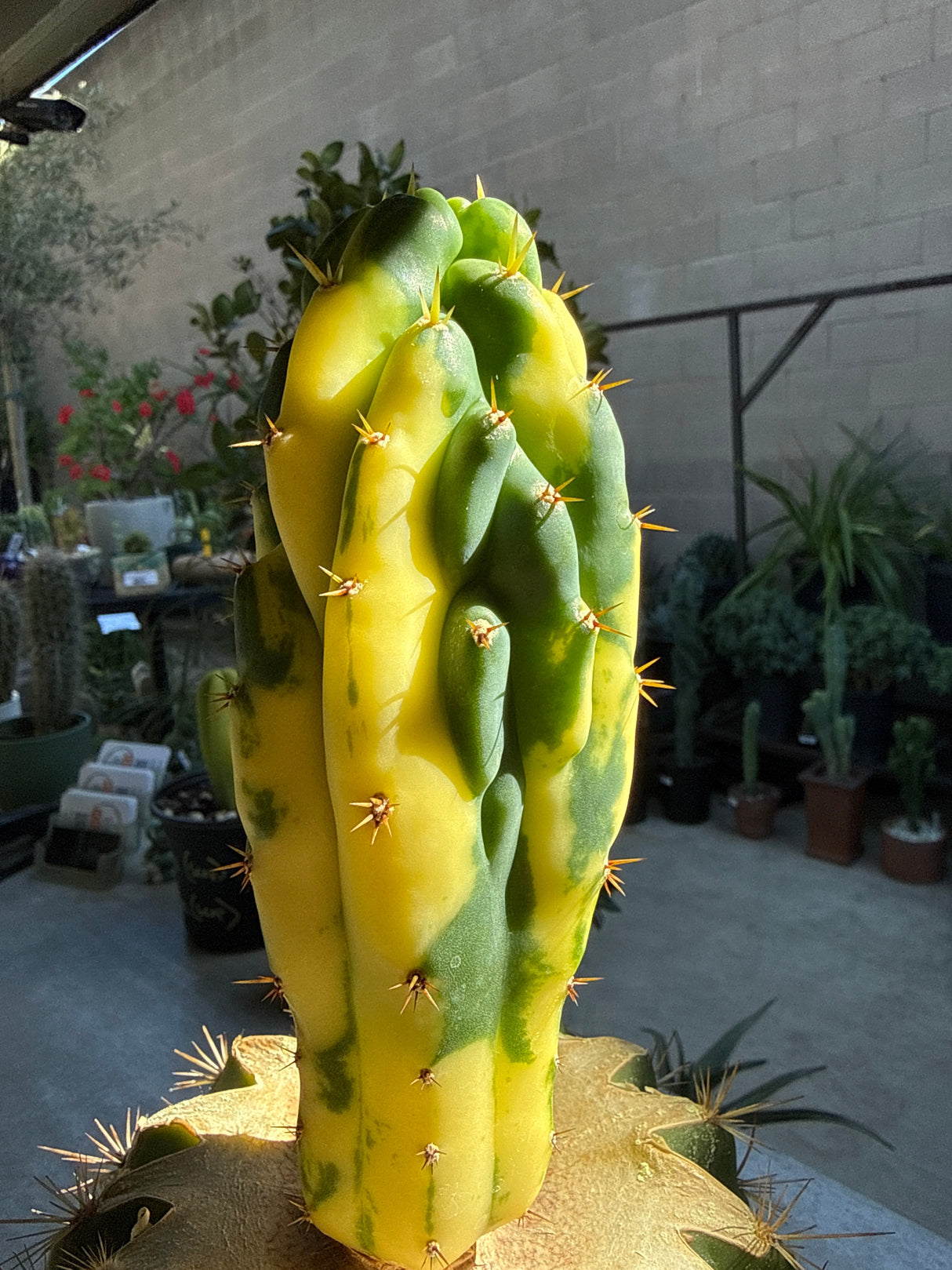 Dr. Funkenstein - Monstrose Variegated Echinopsis