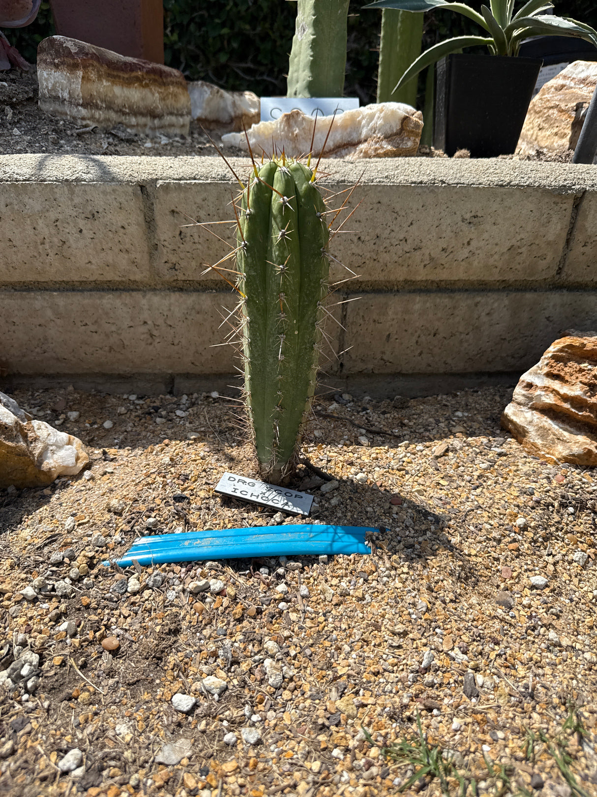 Dr. G. Scop x Ichoca (Cuttings)