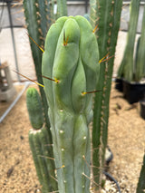 KarmaKaktus Bridgesii (Cuttings)