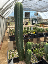Huarazino (Grafts)