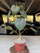 Ficus petiolaris (Rock Fig)