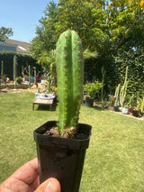 Huancabamba x Kimnach (Yearlings)