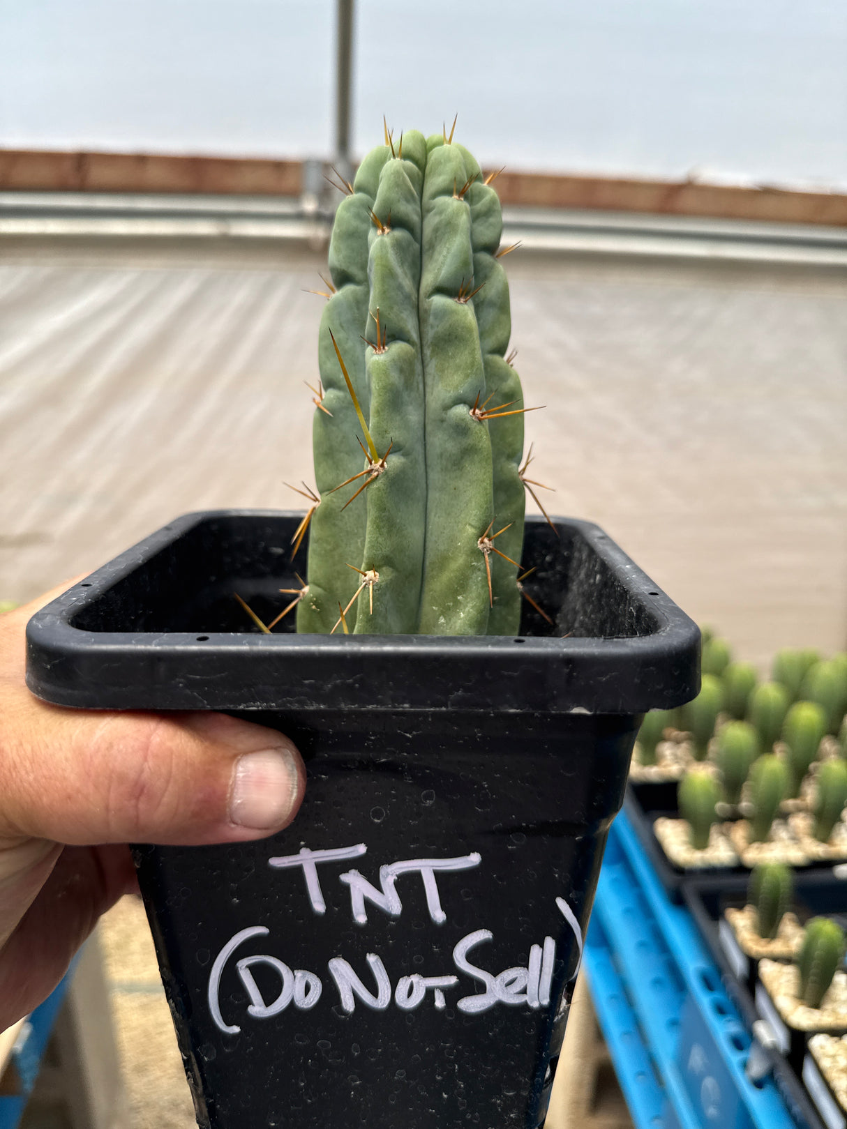 TNT (Cuttings)