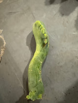 TBM C (Cuttings) (Plantstock)
