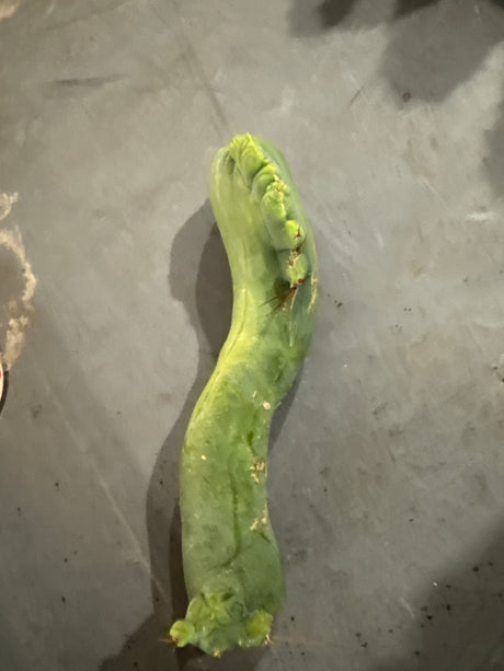 TBM C (Cuttings) (Plantstock)