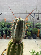 Echinopsis peruviana ‘Althea’ × ‘Sharxx Blue’ Cactus
