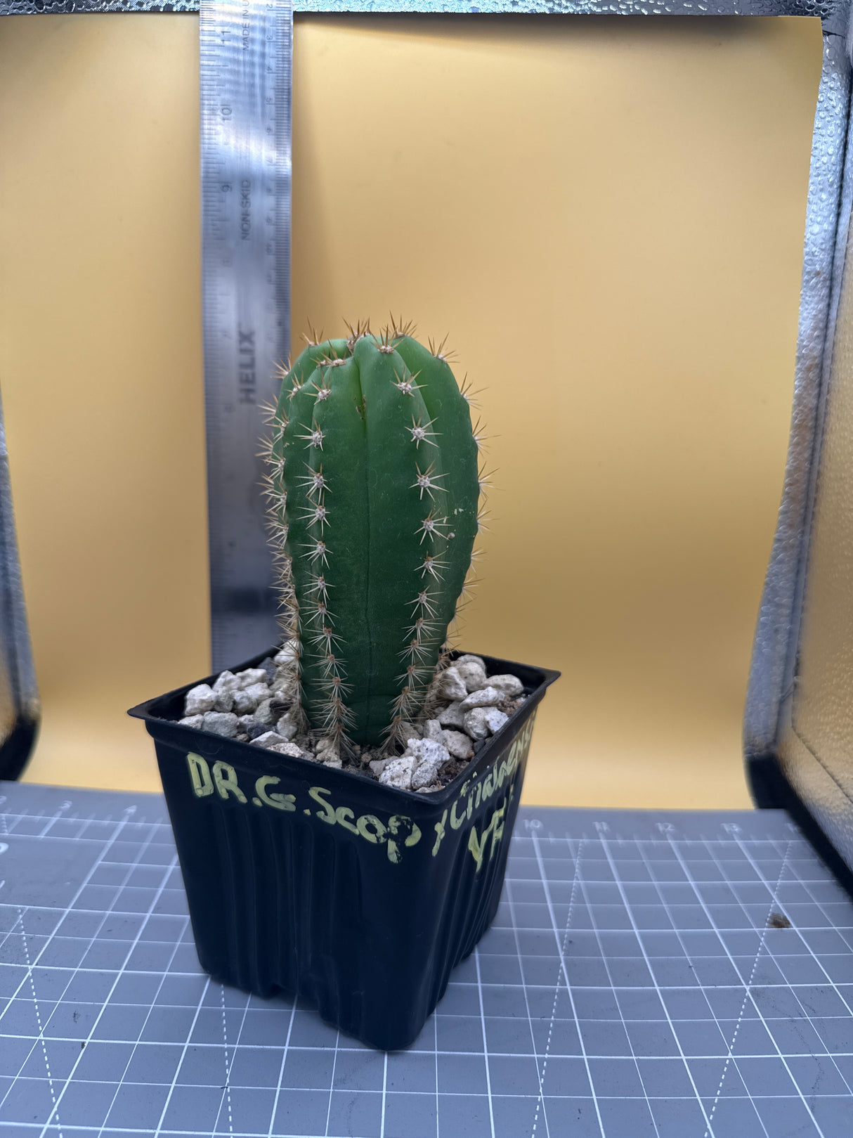 Dr. G Scopulicola x  Chaleansis VRG  (Yearlings)