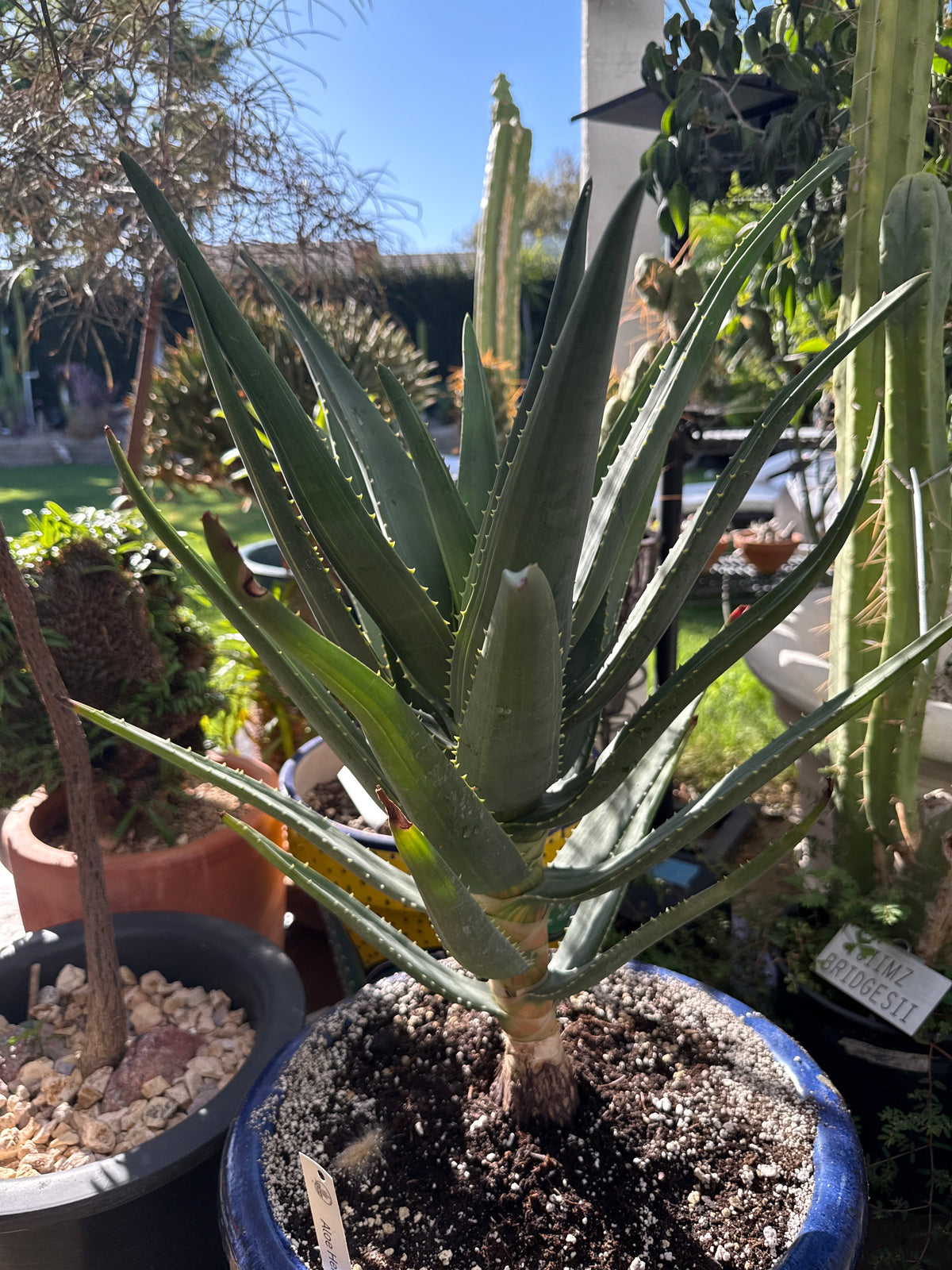 Variegated Aloe 'Hercules' – Tree Aloe