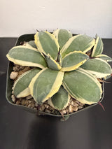 Agave Applanata 'Cream Spikes'
