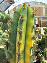 JS 47 V (Grafts)