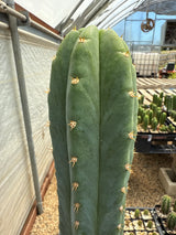 Huarazino (Grafts)