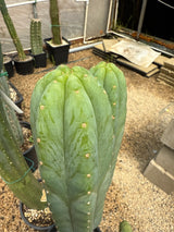 Davy (Grafts)