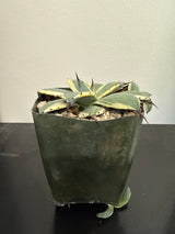 Agave Applanata 'Cream Spikes'
