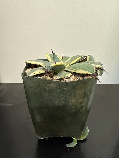Agave Applanata 'Cream Spikes'