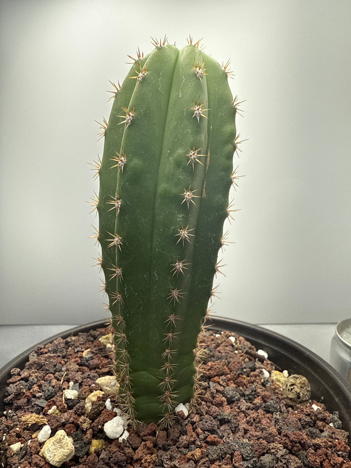 Dr. G Scopulicola x  Chaleansis VRG