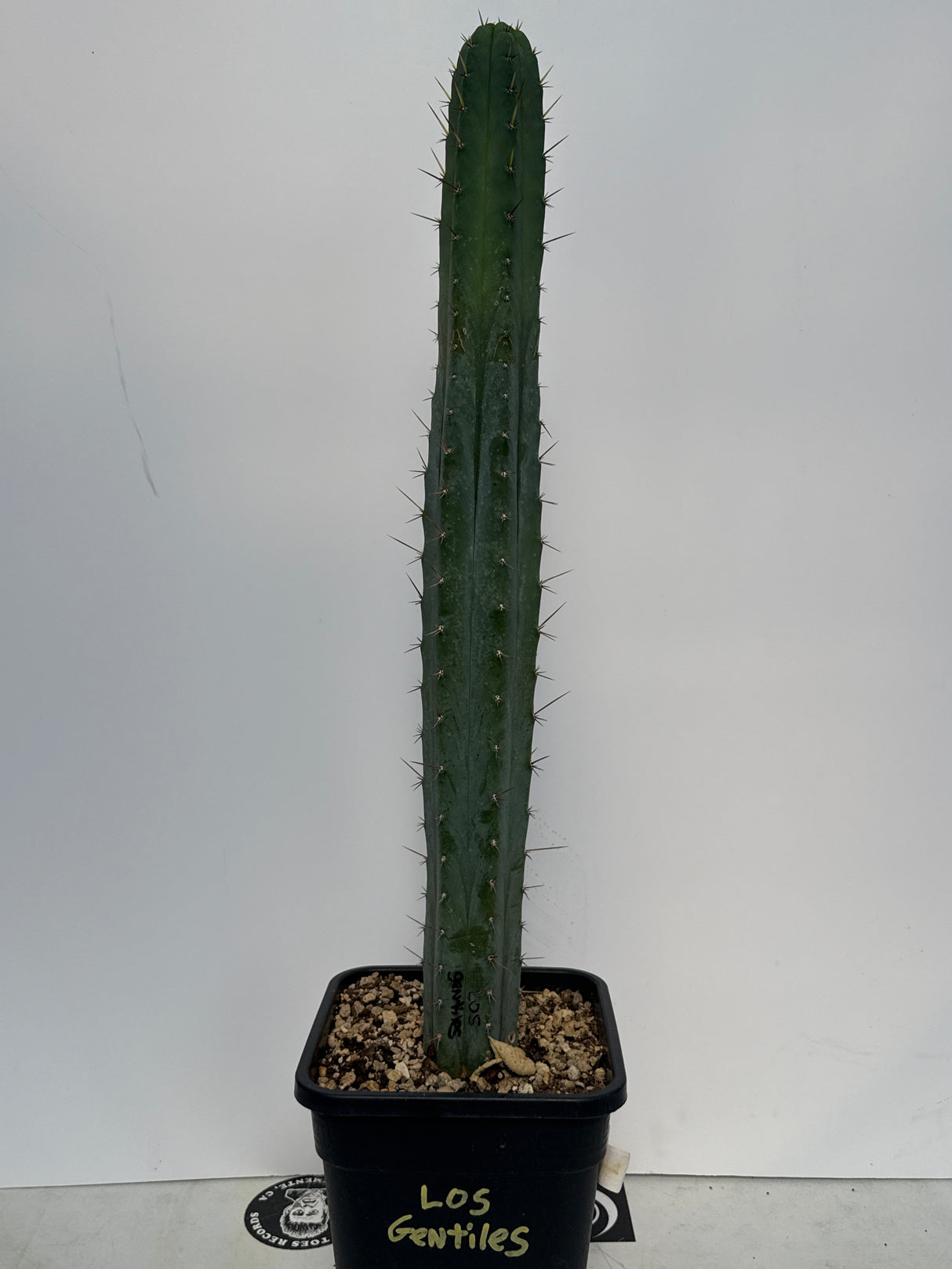 Los Gentiles (Cuttings)