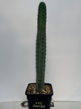 Los Gentiles (Cuttings)