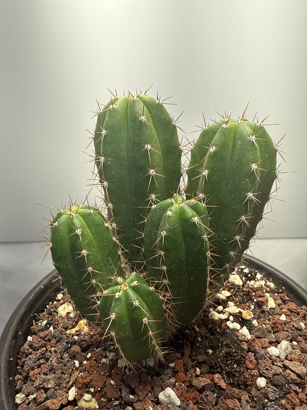 Pacific Cactus 'Hutchison 1597' x 'Yowie'