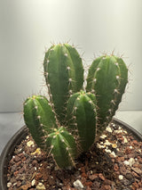 Pacific Cactus 'Hutchison 1597' x 'Yowie'