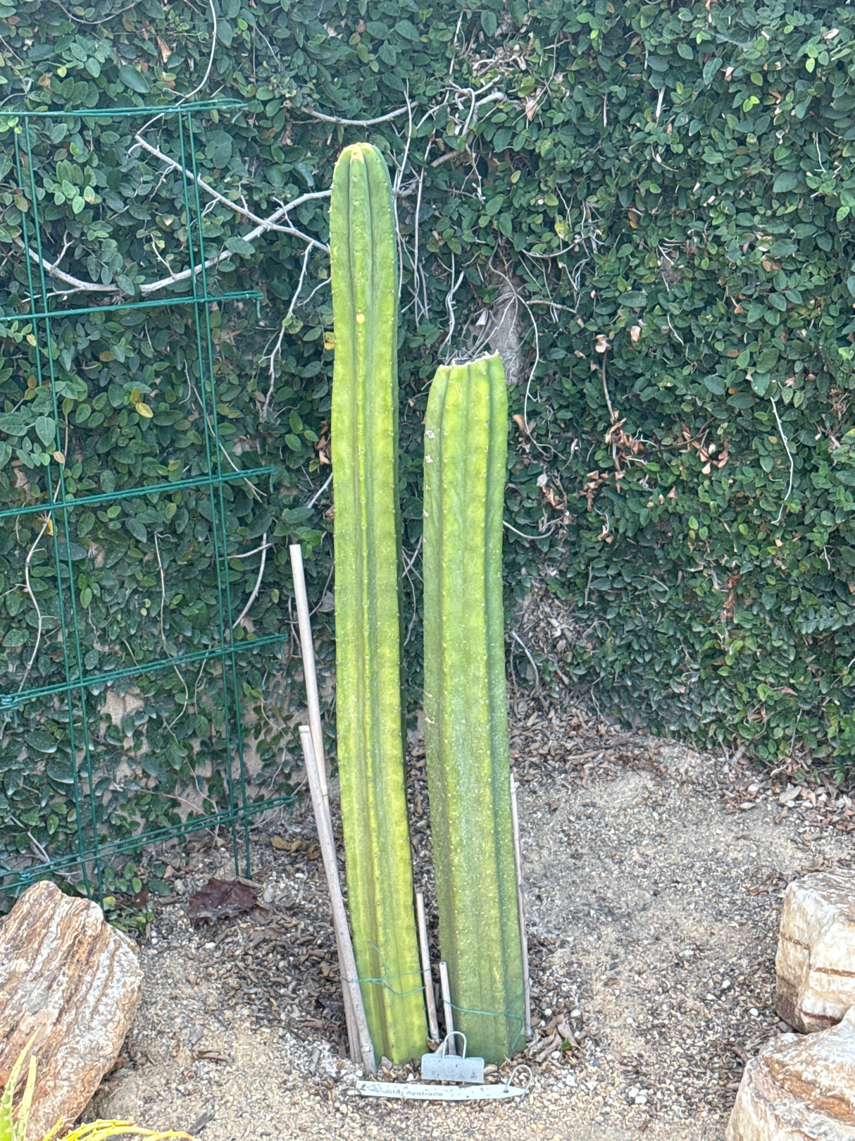 Star Ayabaca (Cuttings)