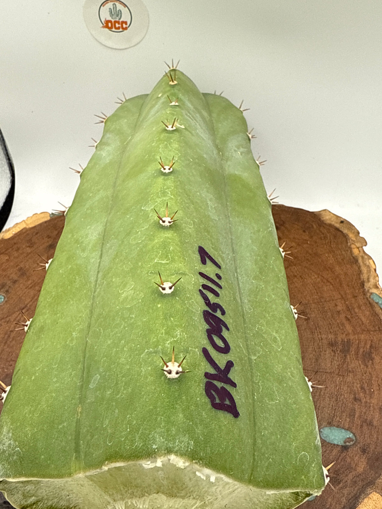 BK 09511.7 (Grafts)