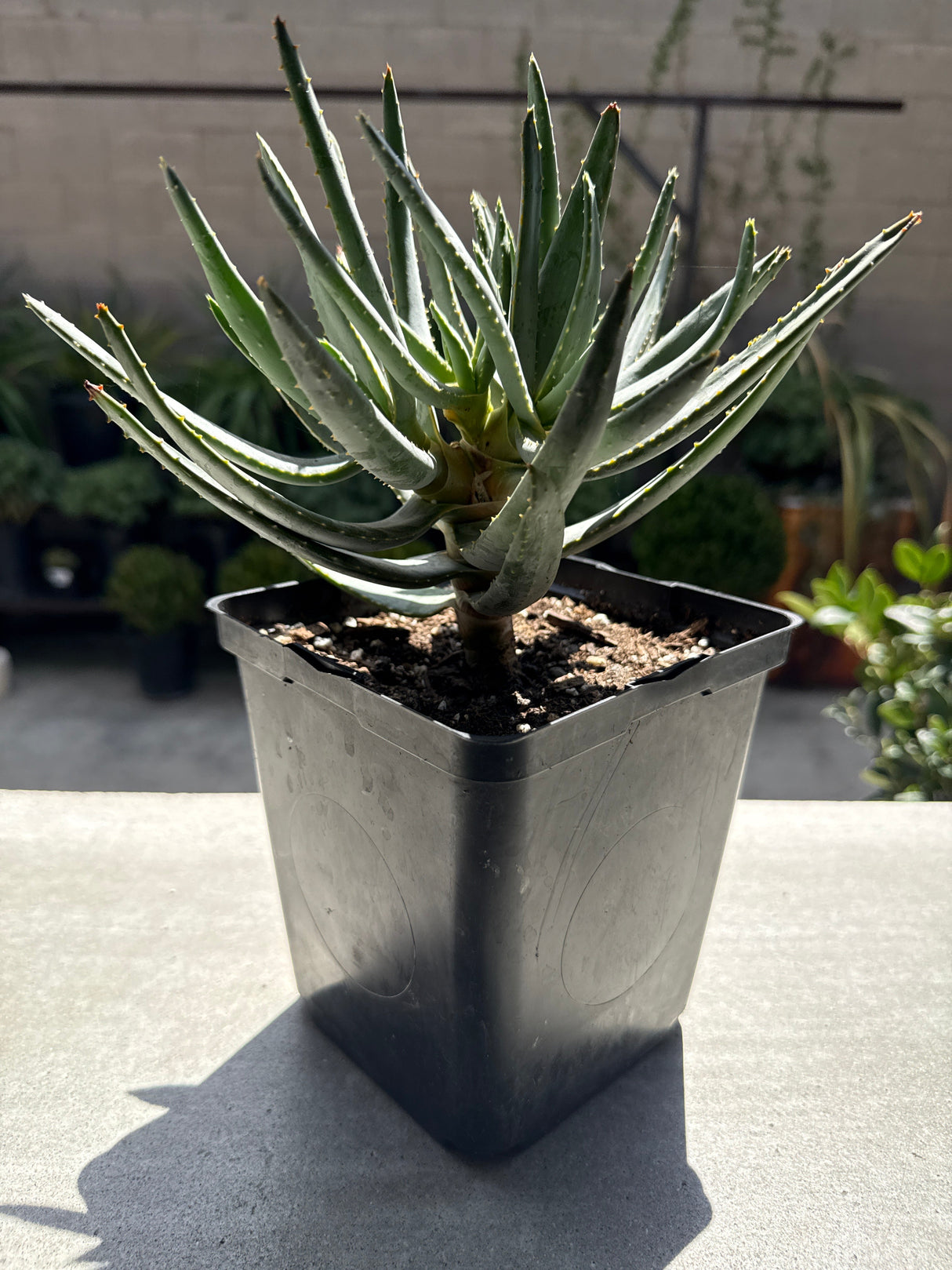 Aloidendron ramosissimum – Maiden's Quiver Tree