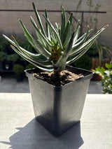 Aloidendron ramosissimum – Maiden's Quiver Tree