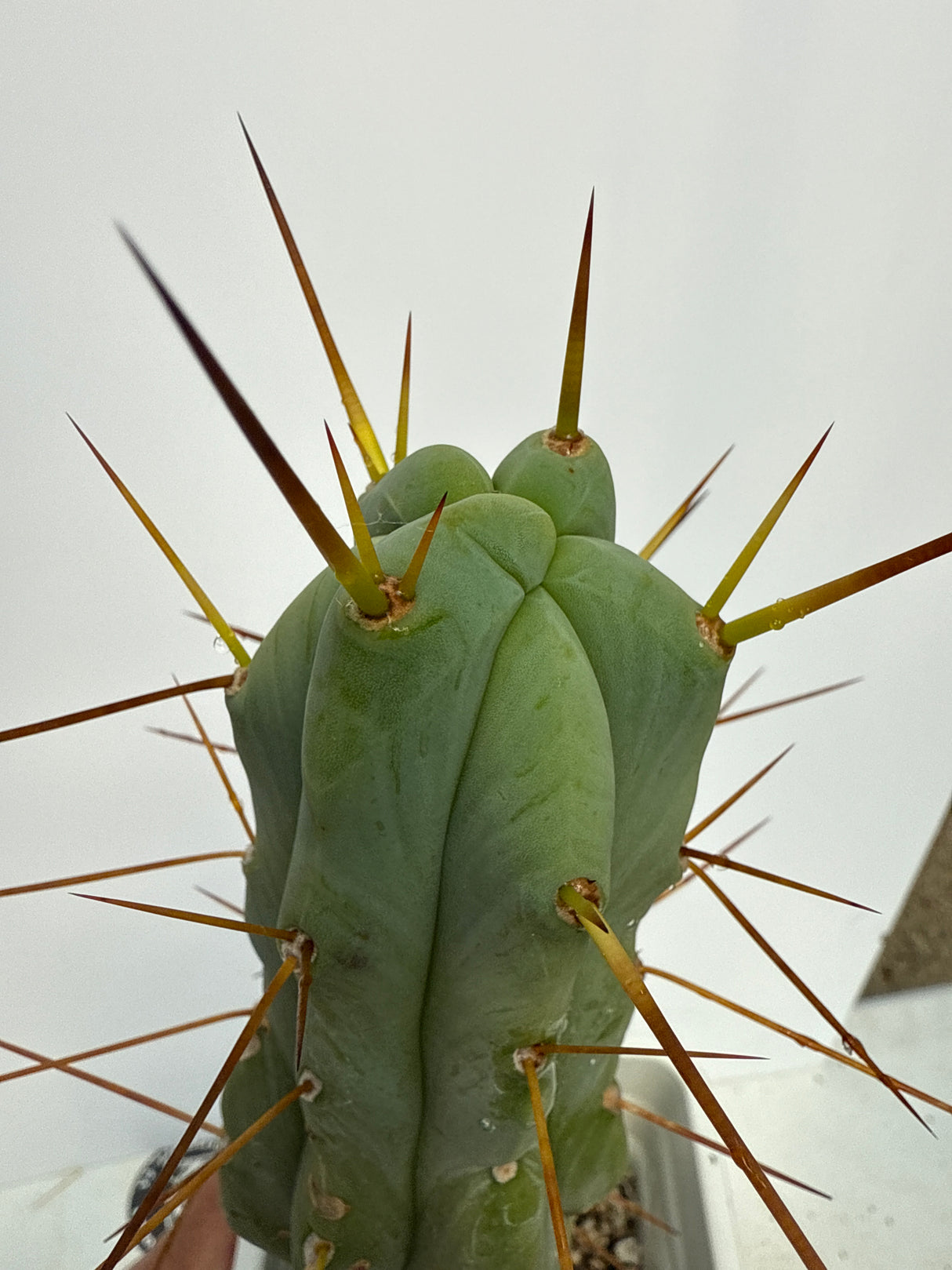KarmaKaktus Bridgesii (Cuttings)