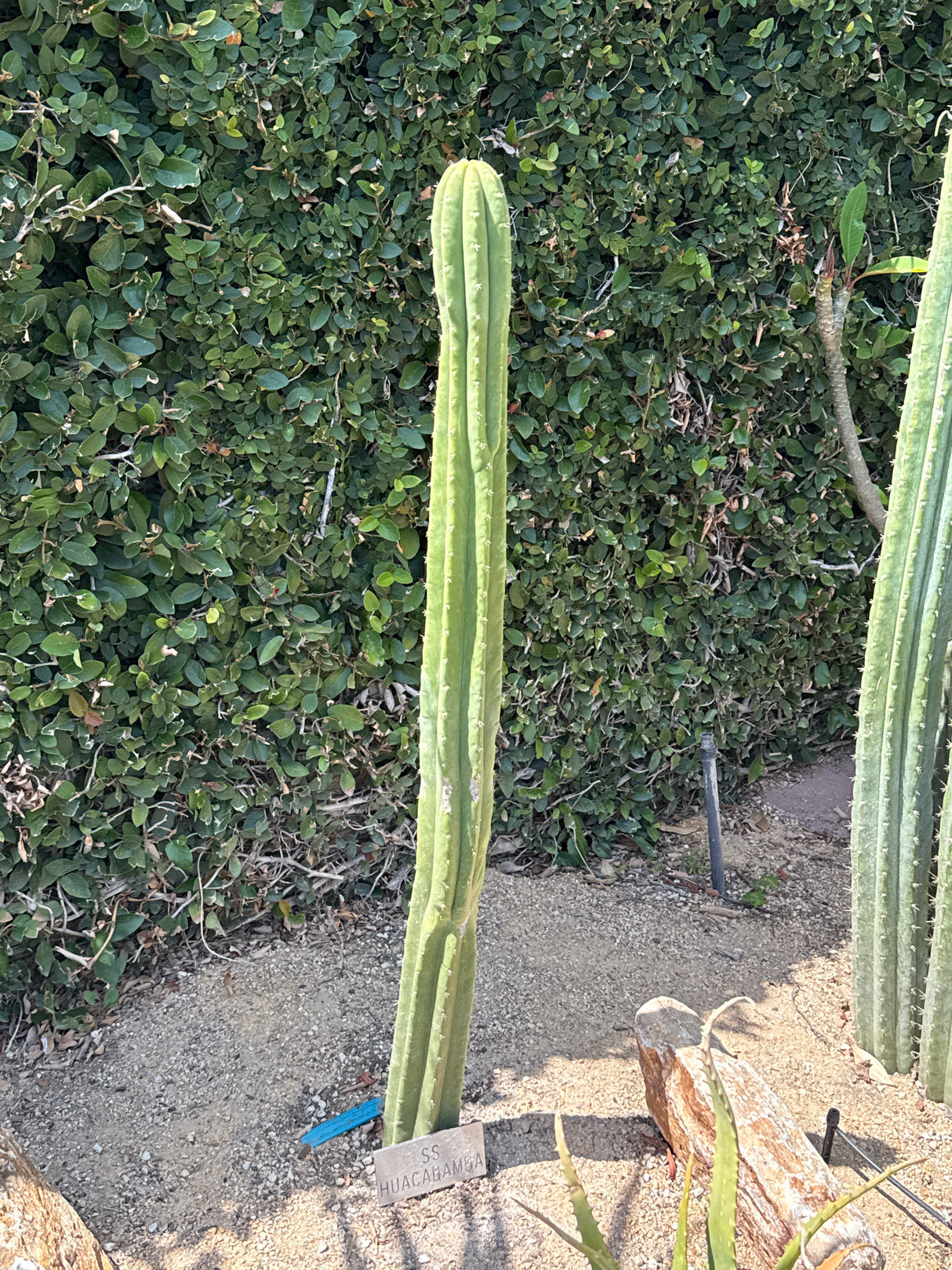SS Huancabamba (Rooted Plants)