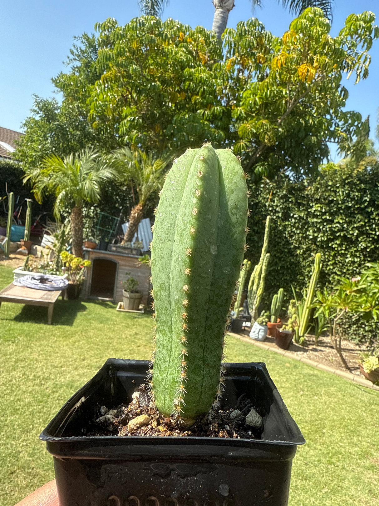 FR 991 x Ferah (Rooted Plants)