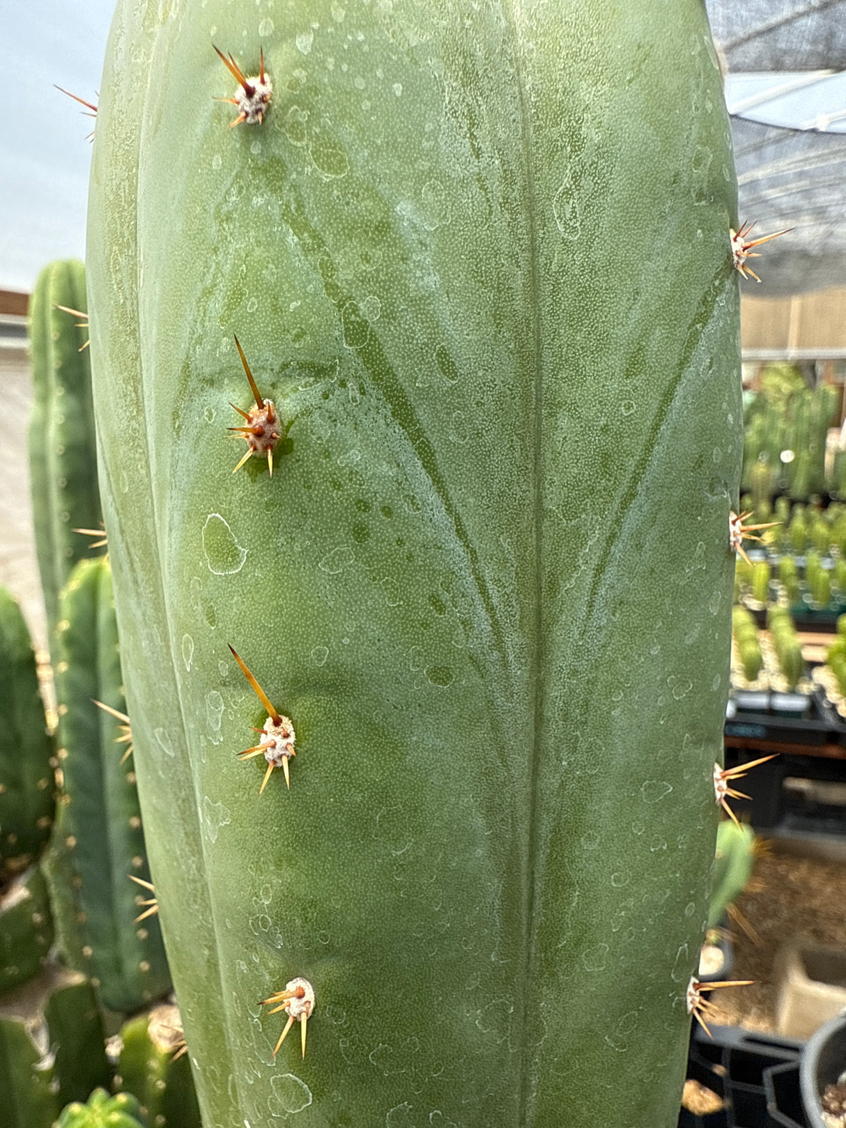 HZ x Kimnach  (Cuttings)