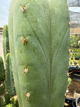 HZ x Kimnach  (Cuttings)