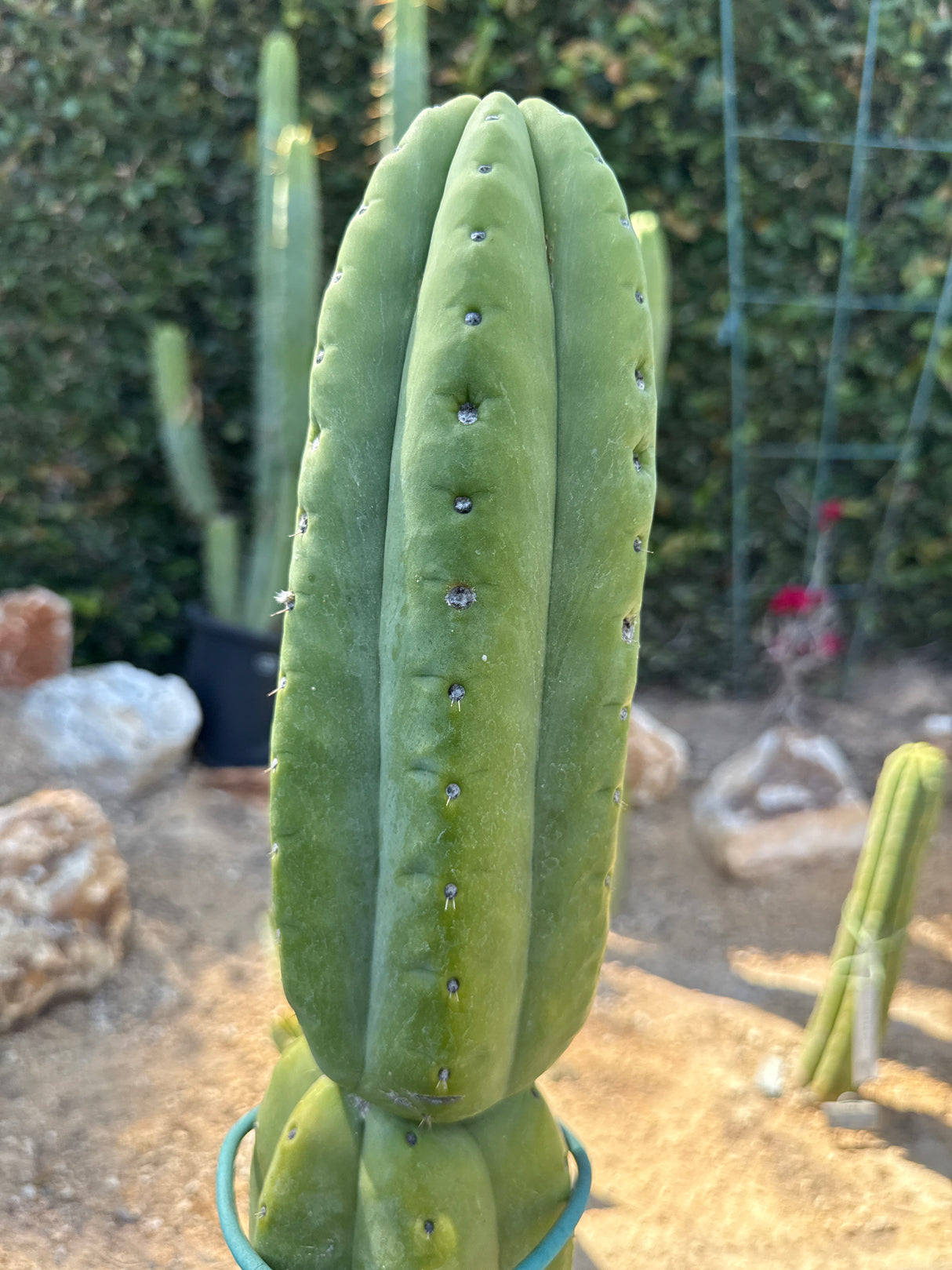 Sunburst (Cuttings)